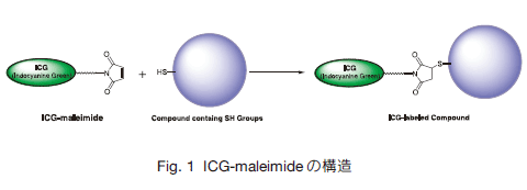 Fig.1 ICG-maleimide̍\