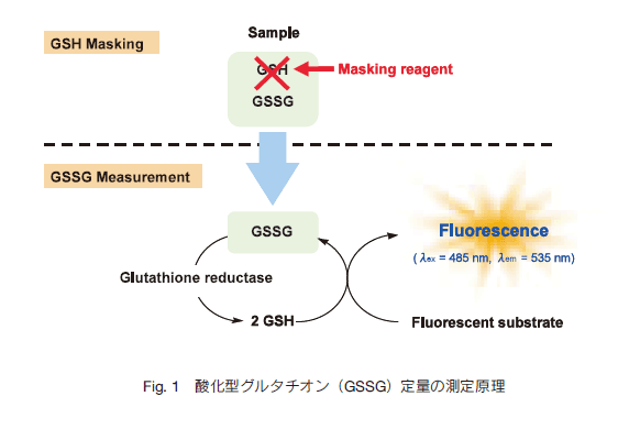 Fig.1 _^O^`IiGSSGjʂ̑茴