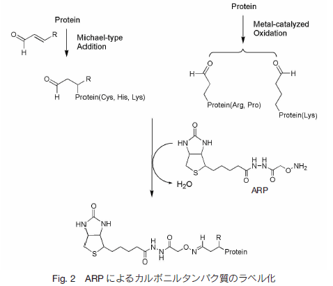 fig.2