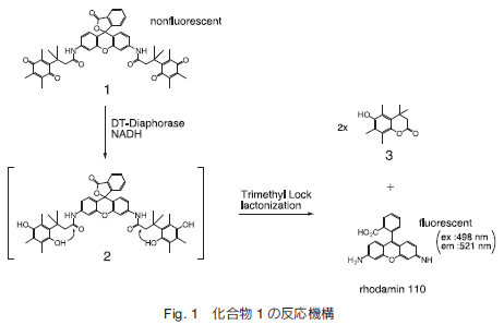 DT Diaphorase 特異的なグルコース定量蛍光色素の開発