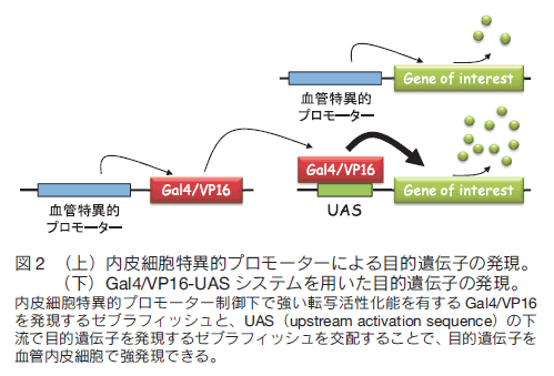 「蛍光生物学」の最前線 8-1