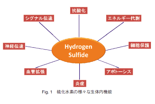 硫化 水素 発生 方法