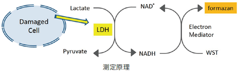 乳酸 脱水 素 酵素 と は