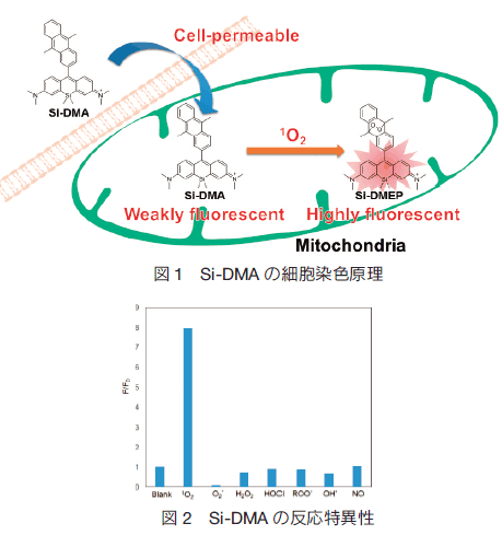 ミトコンドリア局在型一重項酸素検出蛍光プローブ