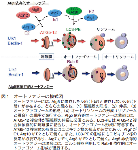 分解 は と タンパク質 酵素