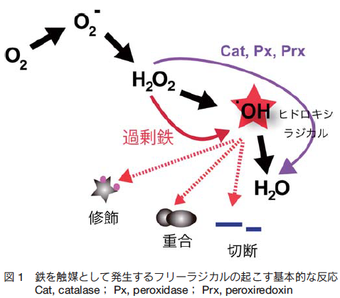ラジカル ヒドロキシ イオンとOHラジカル、その仕組みと効果｜Sasaki Wataru｜note