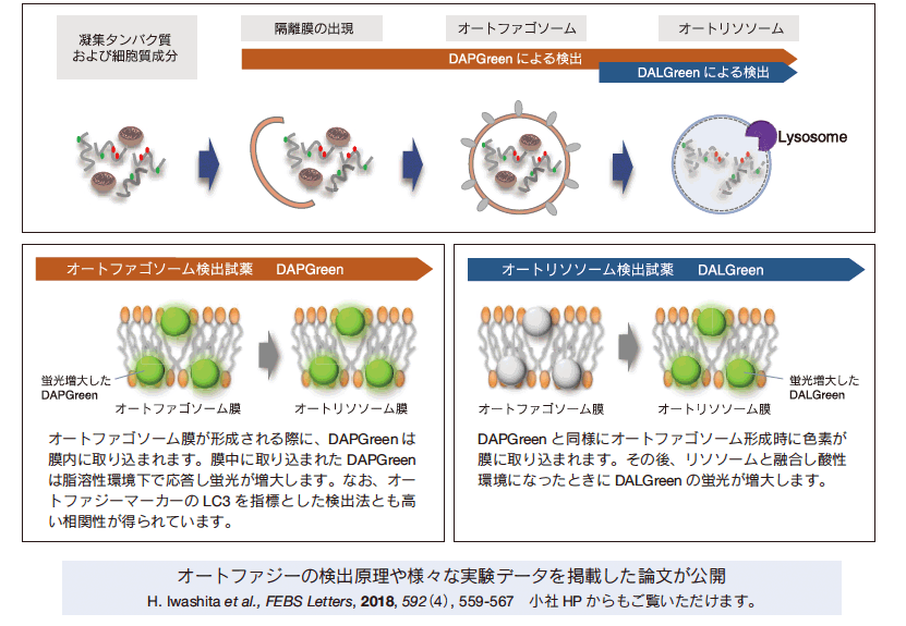 ファジー オート 【16時間断食で健康管理】オートファジーとは｜ぜにたろうノート