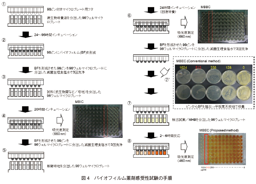 ハイスループットバイオフィルム薬剤感受性試験法