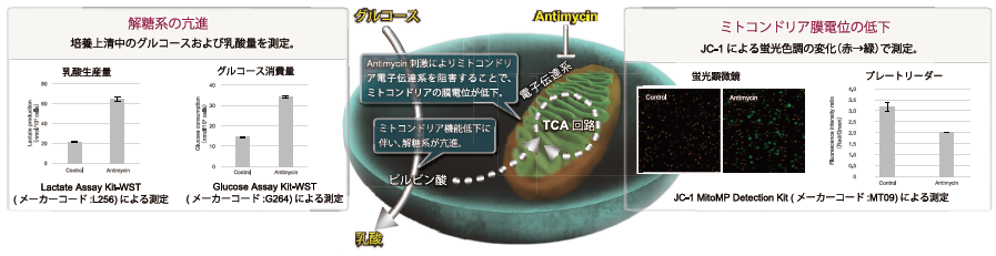 ミトコンドリア機能低下を測定する