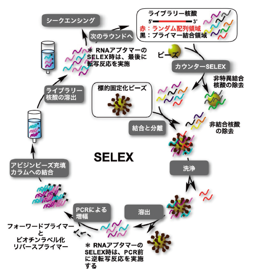 SELEX 法の概要図