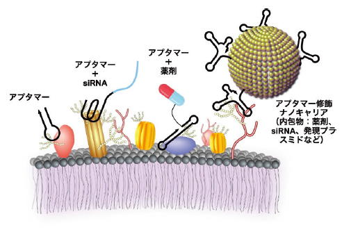 核酸アプタマーを介した様々な薬剤の送達