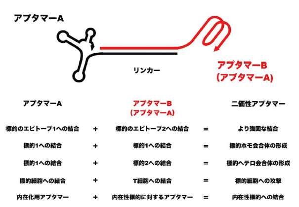 二価性アプタマーによる高機能化