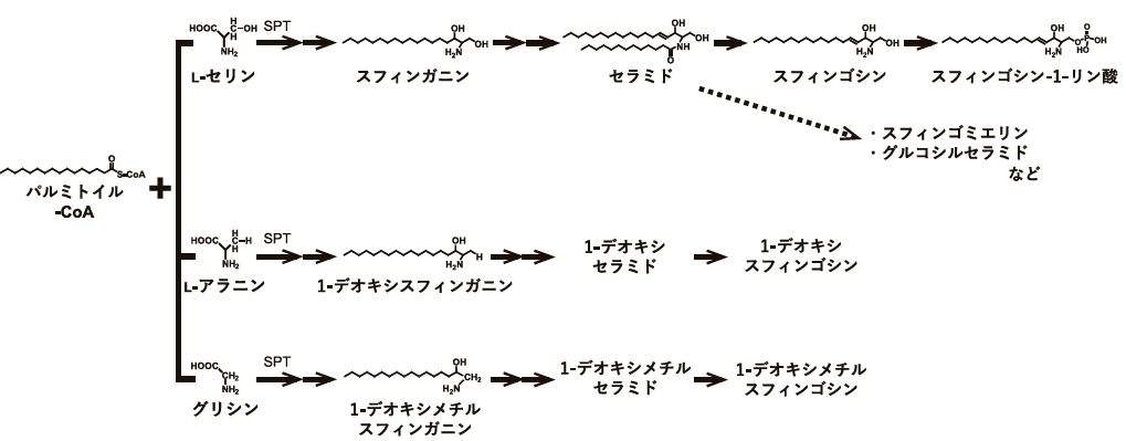 スフィンゴ脂質 de novo 合成経路