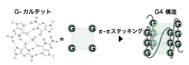 図1 RNA G4 の構造。 4つのグアニン塩基が一価の陽イオンを中心として形成する G- カルテットがスタッキングし、安定化することで形成する。