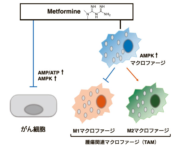 図1　メトホルミンによるがん増殖抑制とTAM への影響