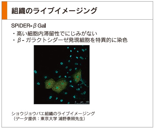 老化細胞検出製品