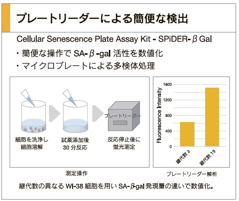 老化細胞検出製品