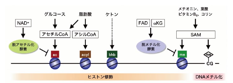 図2
