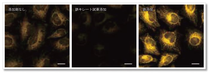 ＜蛍光顕微鏡によるイメージング例＞