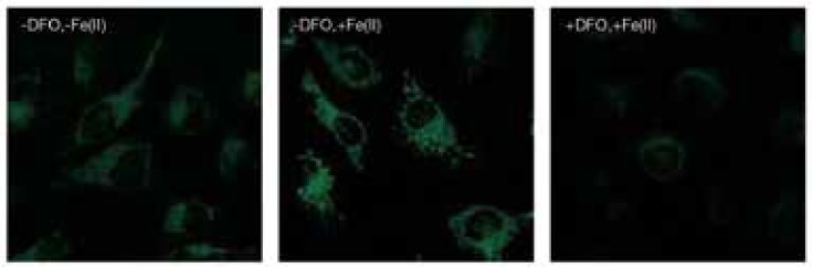 ＜蛍光顕微鏡によるイメージング例＞