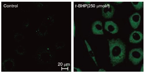 ＜L929 細胞を用いた検出例＞