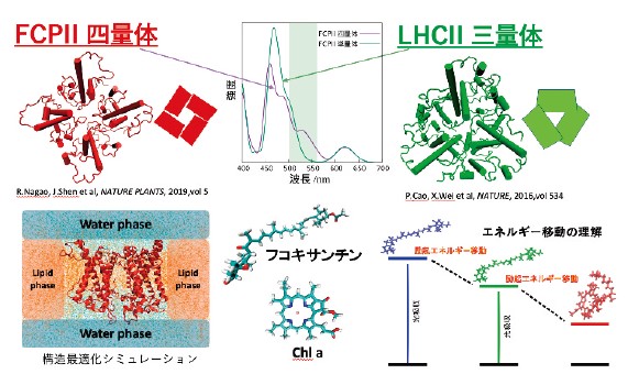 図3．FCPII 四量体で生じる特異な吸収帯とフコキサンチン-Sの役割
