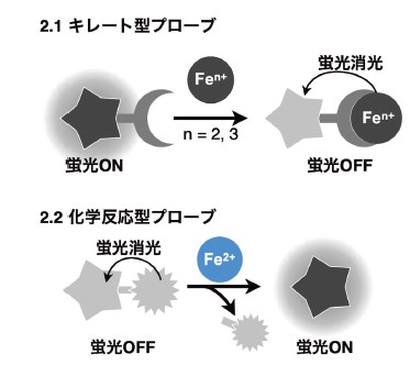 図2．鉄イオン蛍光プローブの概要