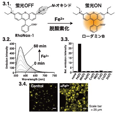 図3．N-オキシド化学を使った蛍光増大型二価鉄蛍光プローブ RhoNox-1