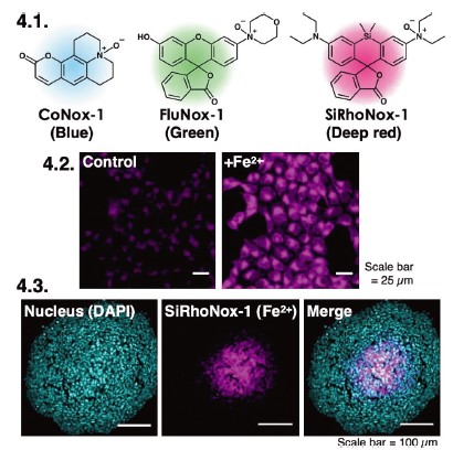 図4．N-オキシド型二価鉄蛍光プローブの多色化