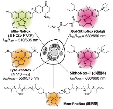 図5．小器官局在型二価鉄蛍光プローブ