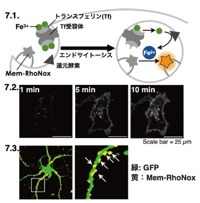 図7．膜局在型二価鉄蛍光プローブによる鉄取り込みイメージング