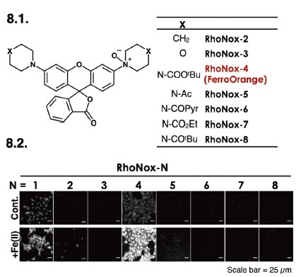 図8．高感度二価鉄蛍光プローブ