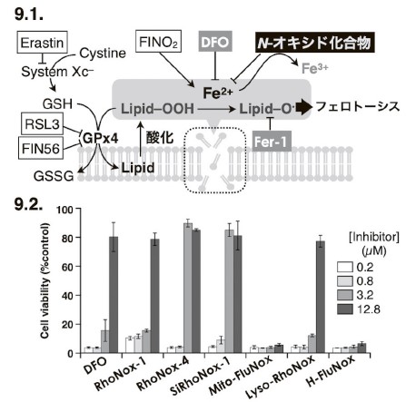 図9．N-オキシド型蛍光プローブによるフェロトーシス阻害作用