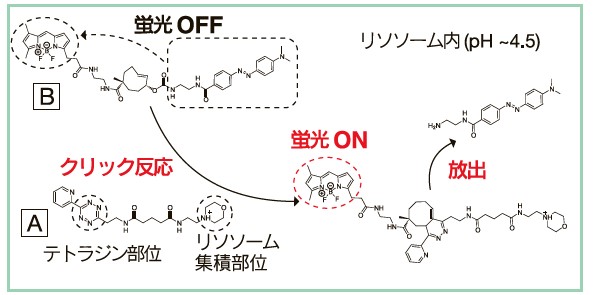 図2　リソソーム集積性トラジン誘導体の評価