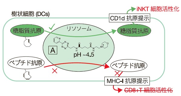 図3　樹状細胞の外因性抗原処理経路