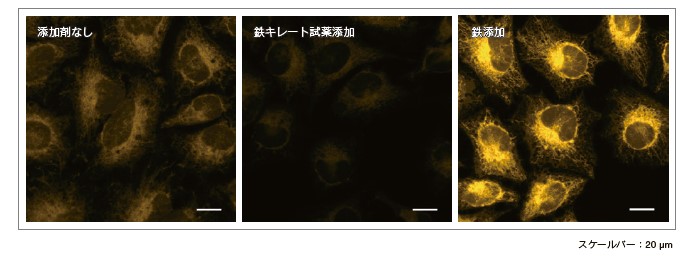 ＜蛍光顕微鏡によるイメージング例＞
