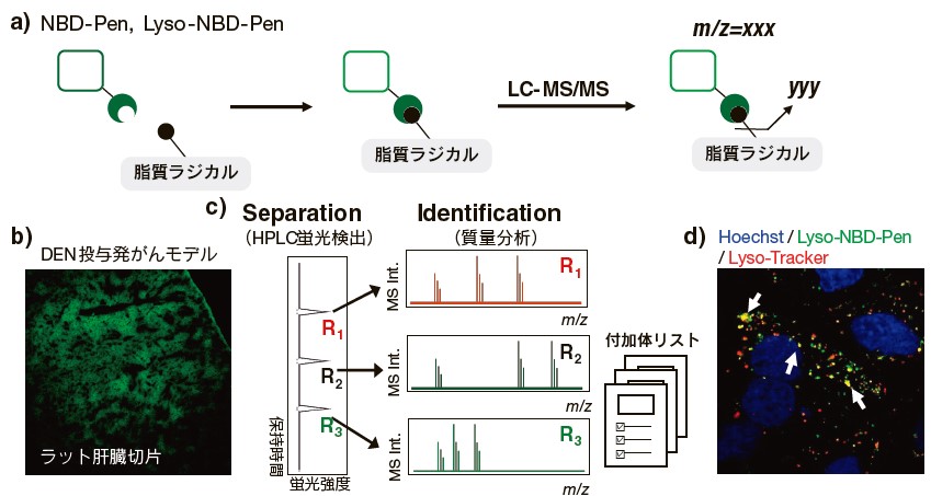 図1．蛍光プローブを用いた脂質ラジカルの検出と構造解析