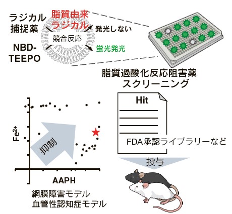 図2．脂質由来ラジカルをターゲットとした化合物スクリーニング系