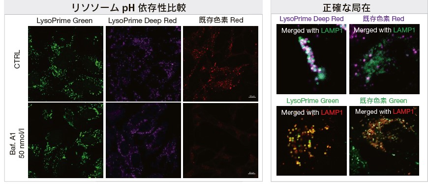 リソソーム pH 依存性比較とリソソームへの局在性比較