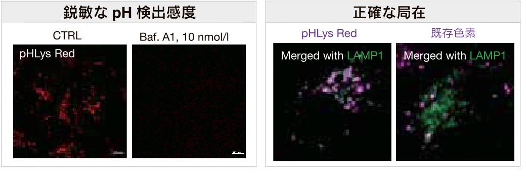 リソソーム pH の検出感度と局在性の比較
