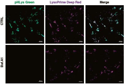 Lysosomal Acidic pH Detection Kit-Green/Deep Redによるリソソーム pH 変化のイメージング