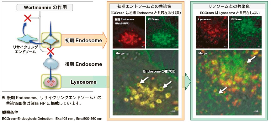 ECGreenによる初期エンドソームとリソソームの共染色