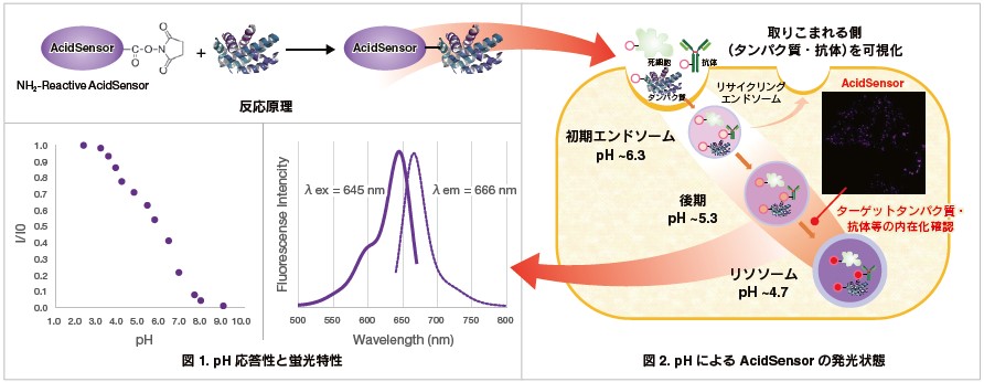 AcidSensorの反応原理、pH応答性と発光状態