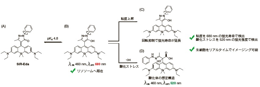 図1 SiR-Edaとその機能