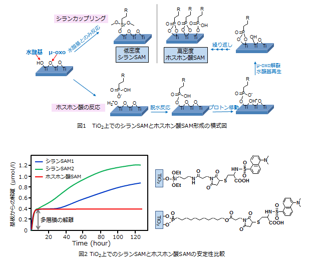 Self Assembled Monolayer(SAM)研究用試薬 11-AUPA 同仁化学研究所