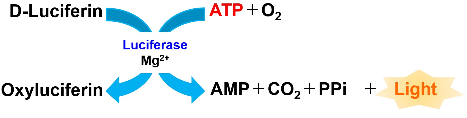 ATP測定キット ATP Assay Kit-Luminescence　同仁化学研究所