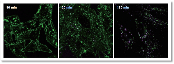 pHセンサーラベル化キット AcidSensor Labeling Kit - Endocytic pHセンサーラベル化キット AcidSensor Labeling Kit - Endocytic