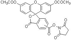 -<em>Cellstain</em><sup>®</sup>- CFSE