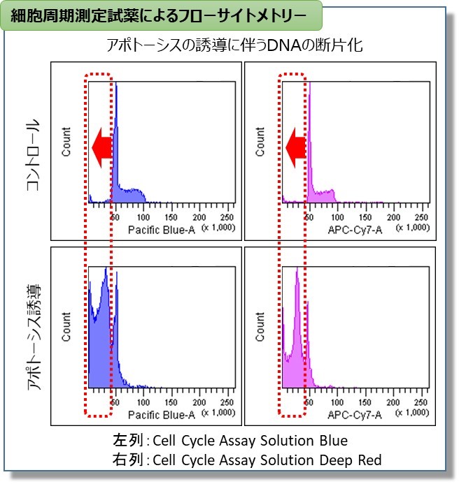細胞周期測定試薬 Cell Cycle Assay Solution Blue 同仁化学研究所