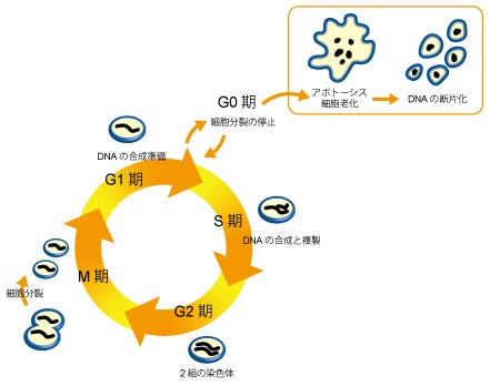 細胞周期測定試薬 Cell Cycle Assay Solution Blue 同仁化学研究所